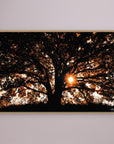 Photography Tree3