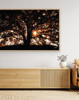 Photography Tree3