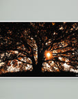 Photography Tree3