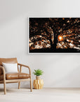 Photography Tree3