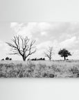 Declining Harmony