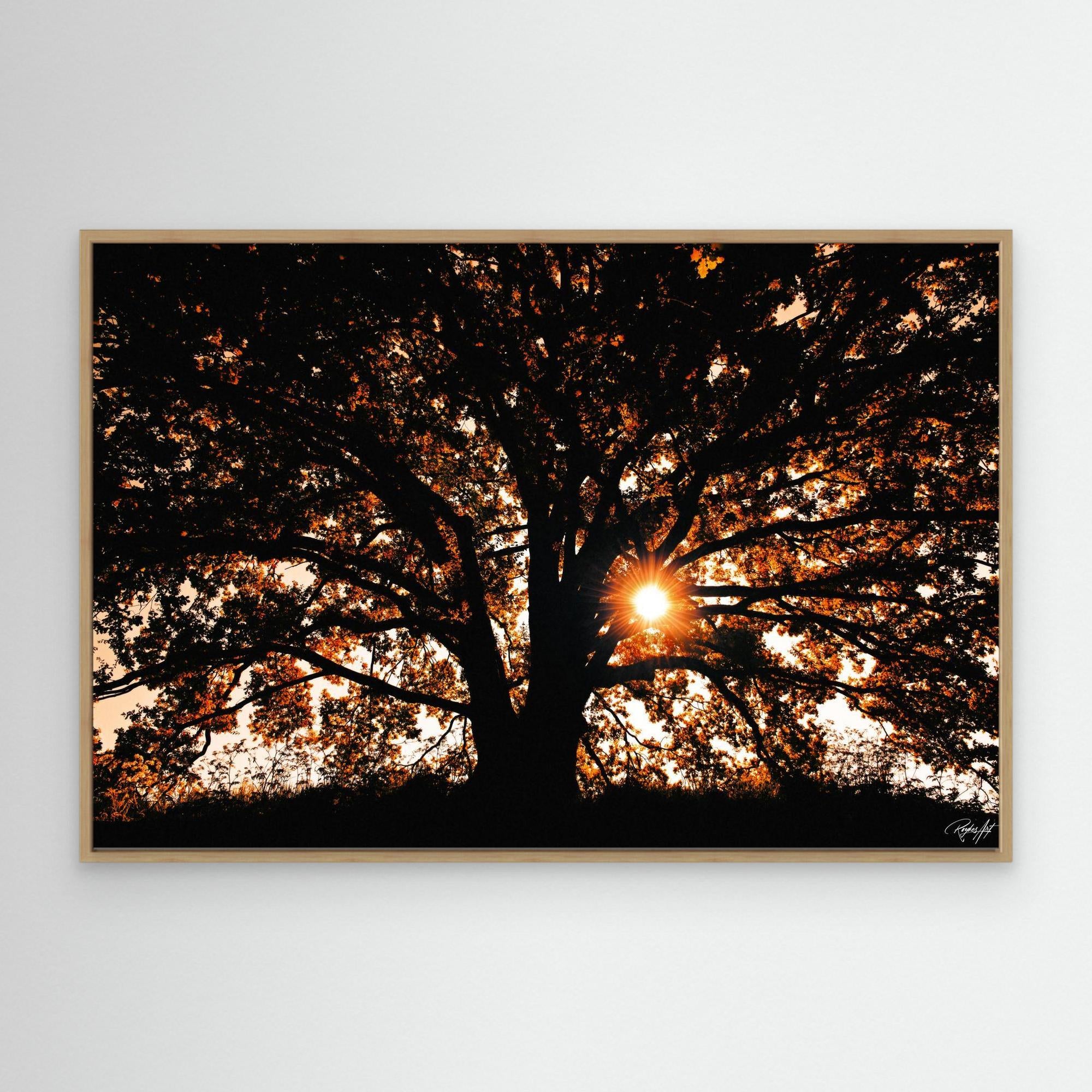 Photography Tree3