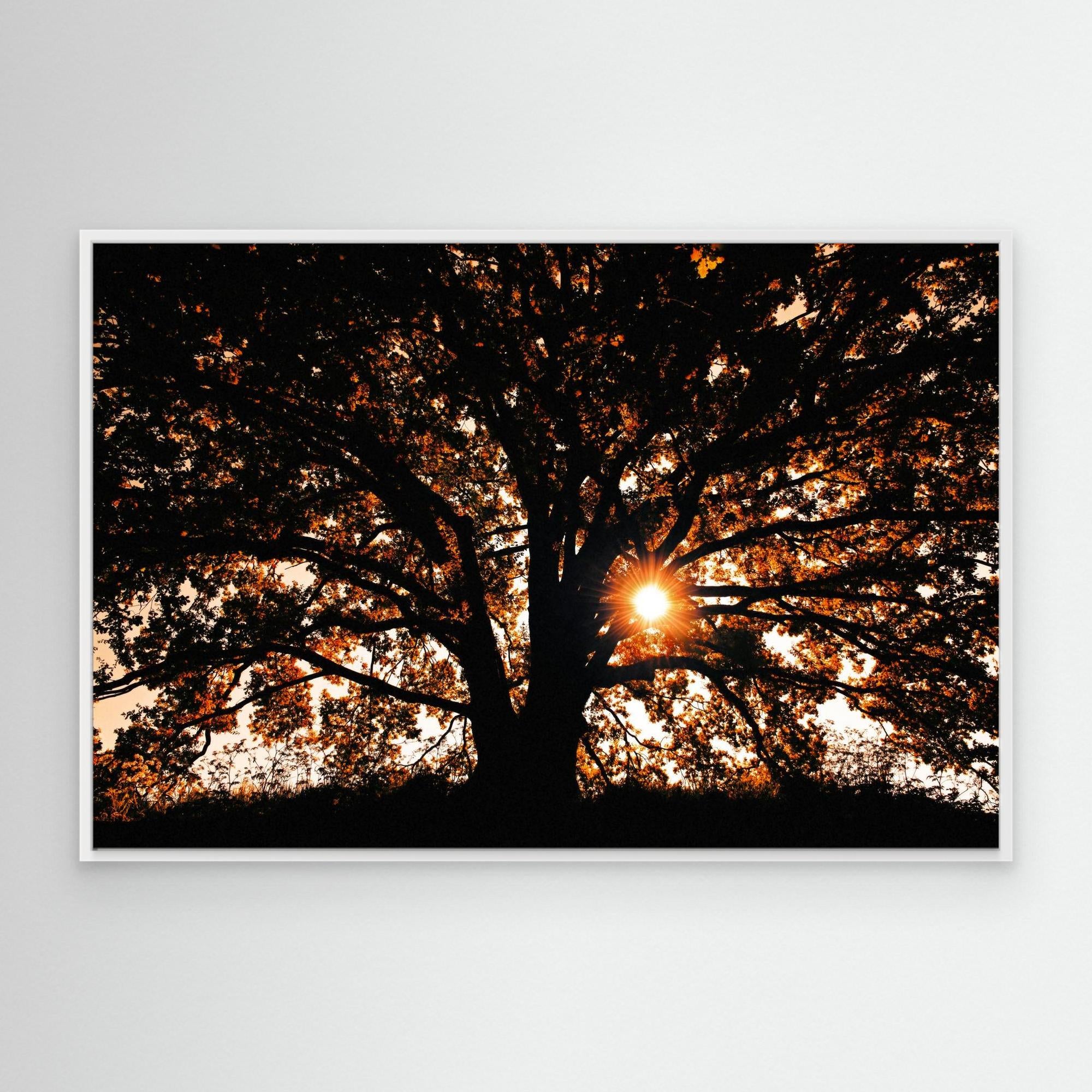 Def Roy Ensink Photography Tree3
