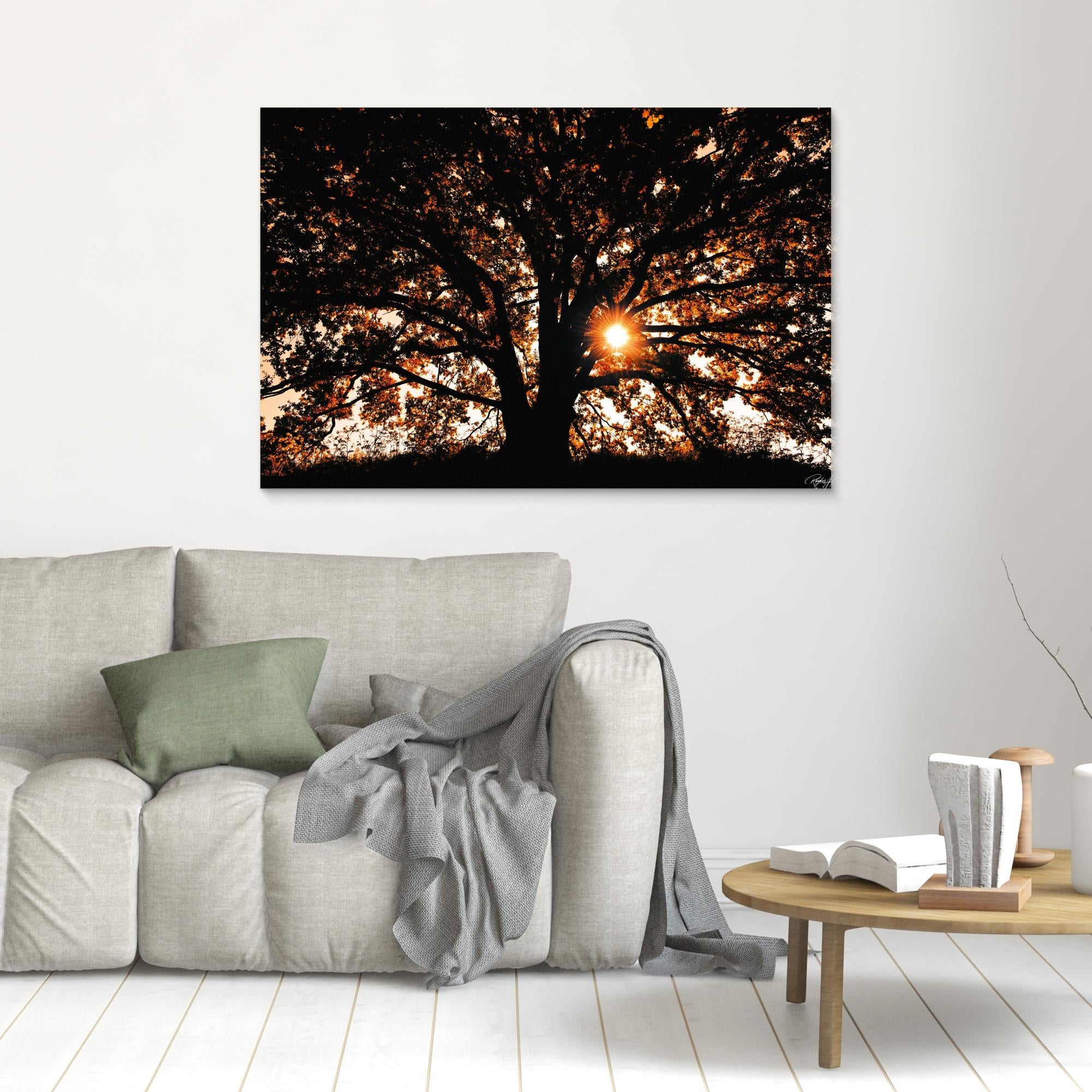 Photography Tree3