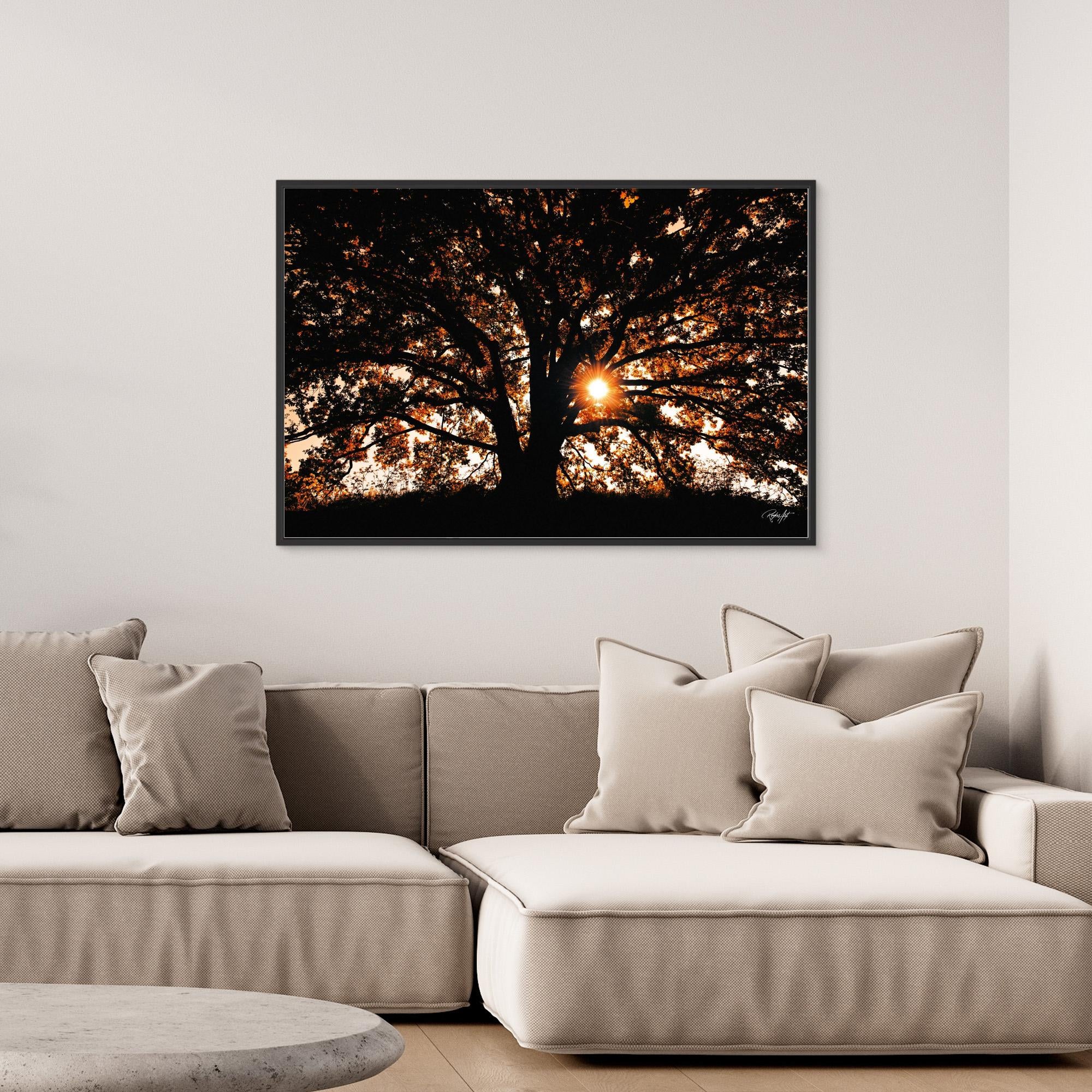 Photography Tree3