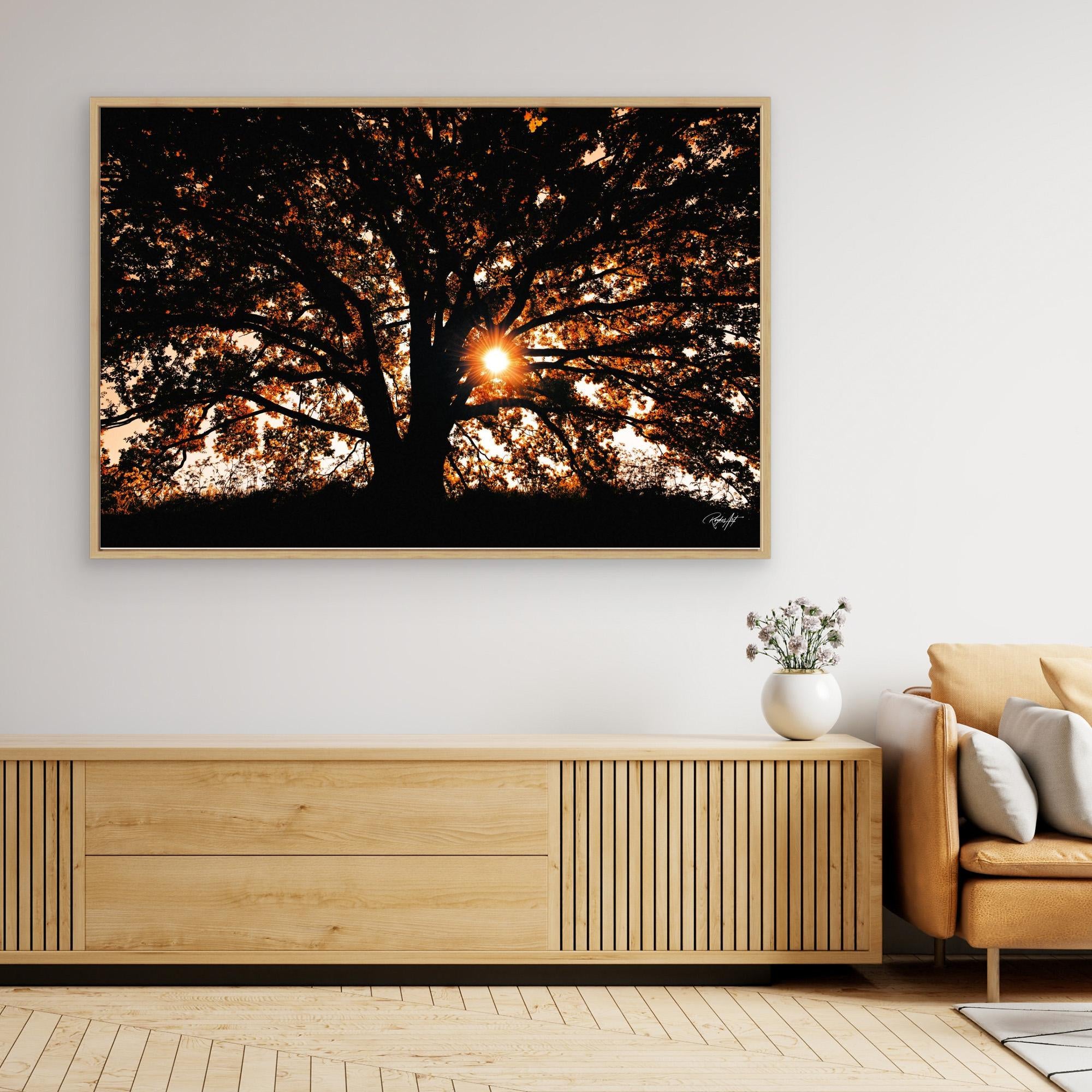 Photography Tree3