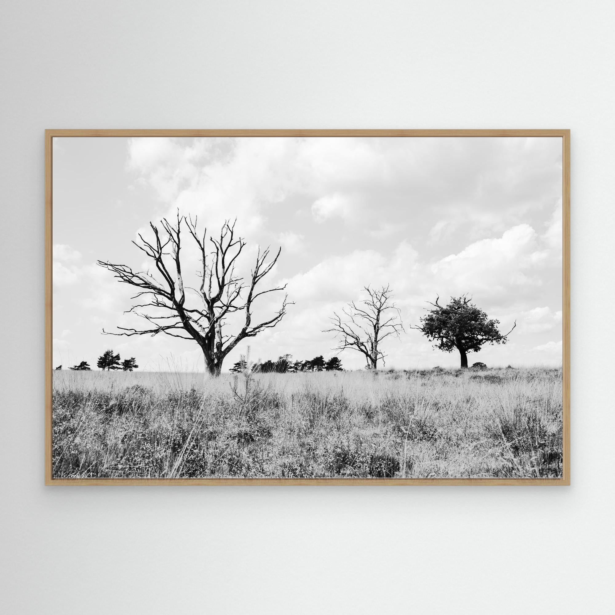 Declining Harmony