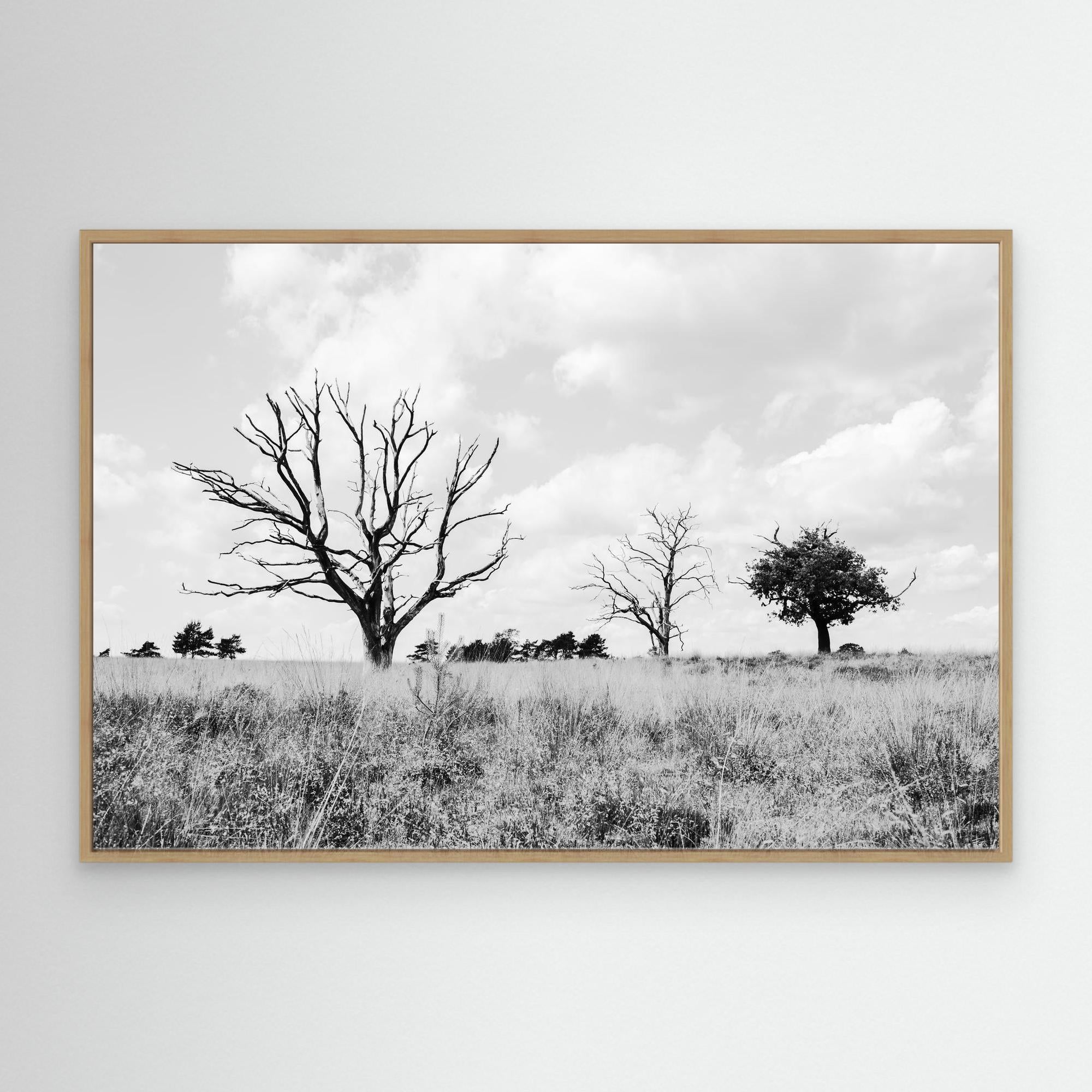Declining Harmony