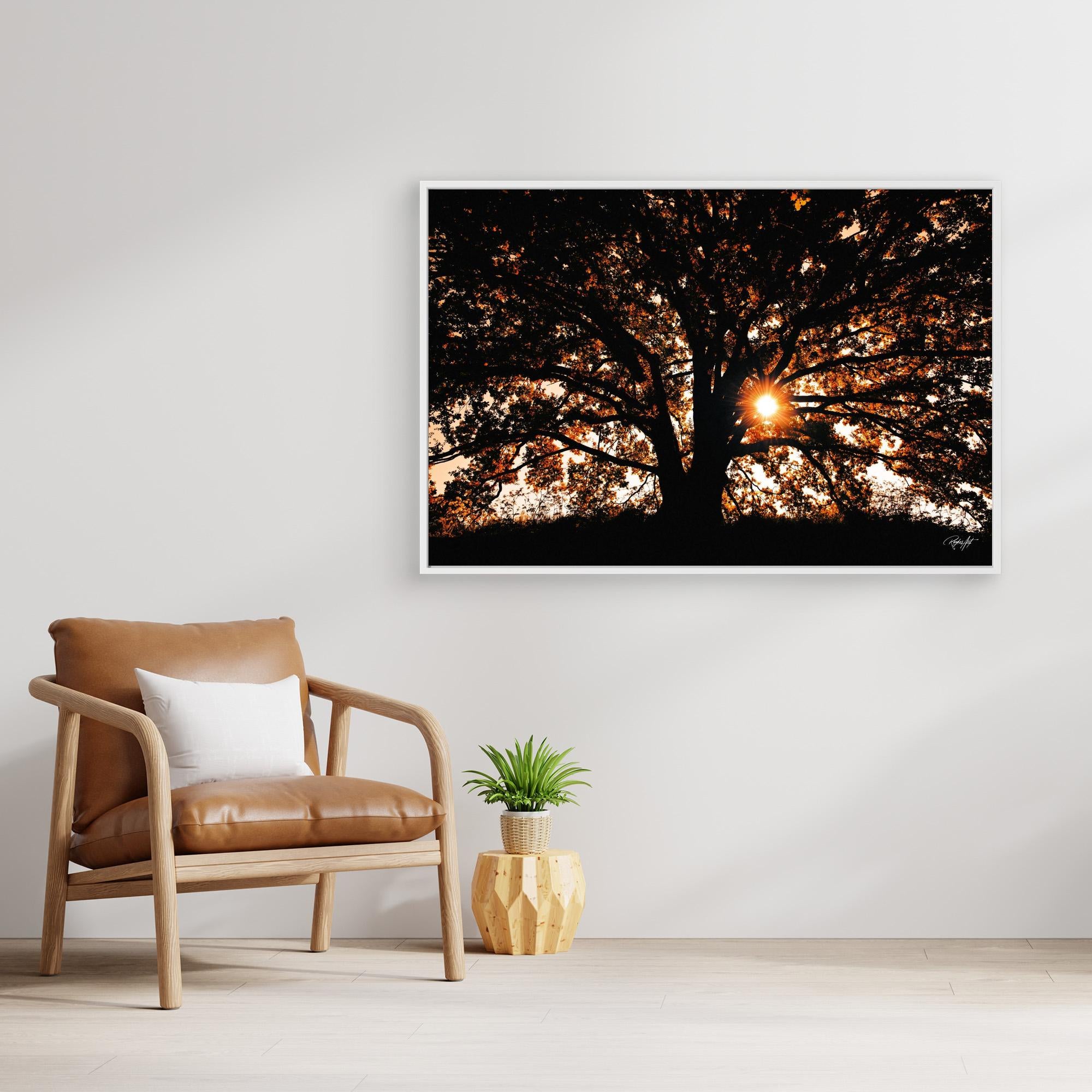 Photography Tree3