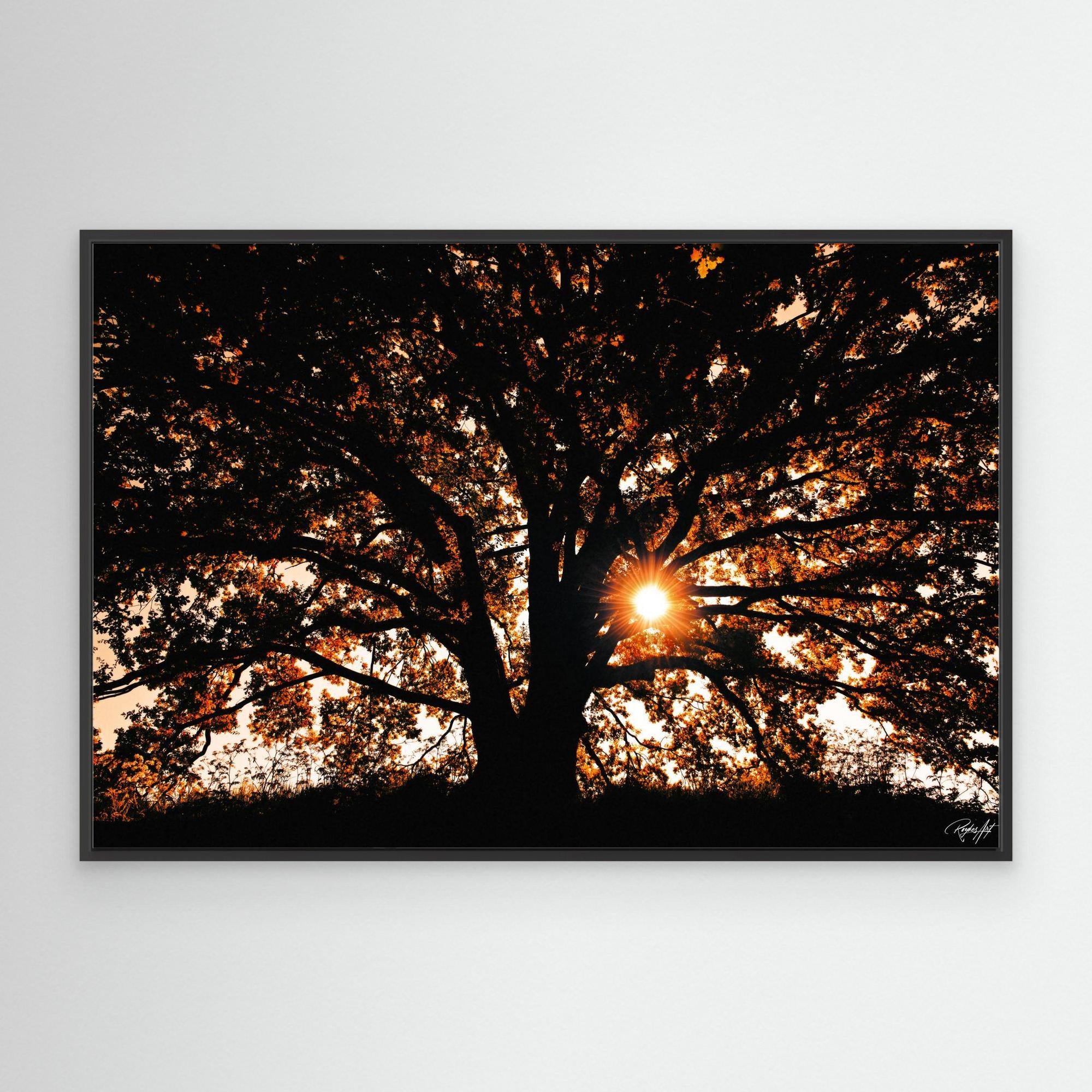 Photography Tree3